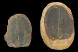 Didontogaster Fossil Worm (Pos/Neg) - Mazon Creek #101468-1